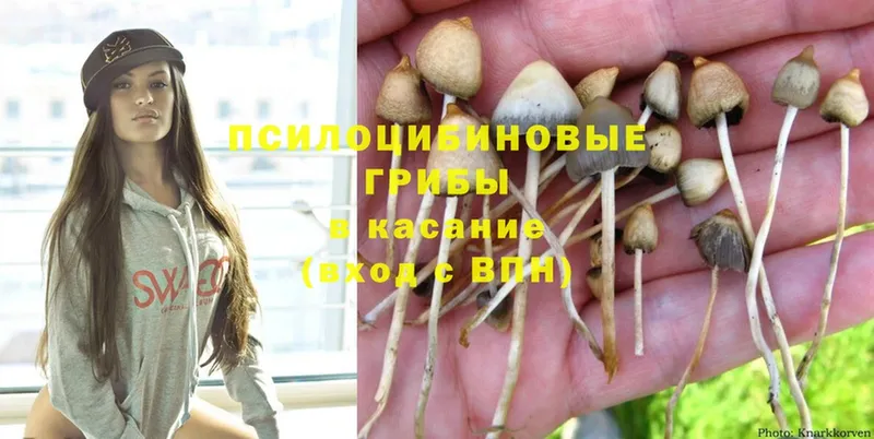 Галлюциногенные грибы Psilocybe  Ахтубинск 